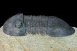 Paralejurus Trilobite - Morocco #171493-5